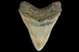 Fossil Megalodon Tooth - North Carolina #109798-2